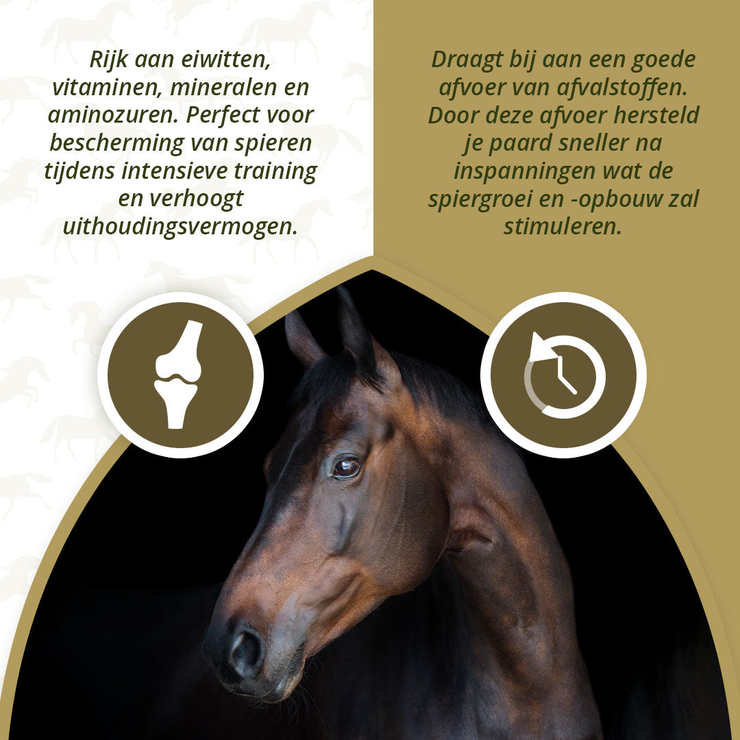 Excellent Horse Turbo