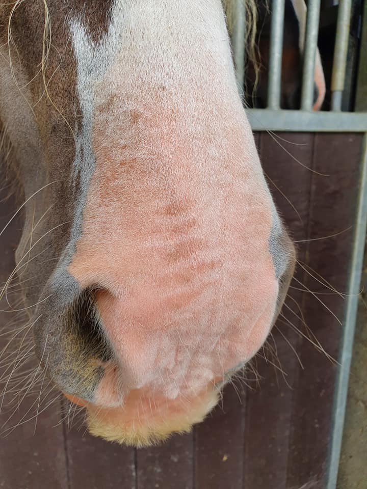 Excellent Horse Sunblock Cream (zonnebrand creme) SPF 30 150 g