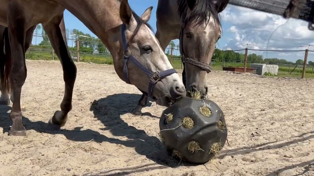 Excellent Horse Feed & Play Ball Groen