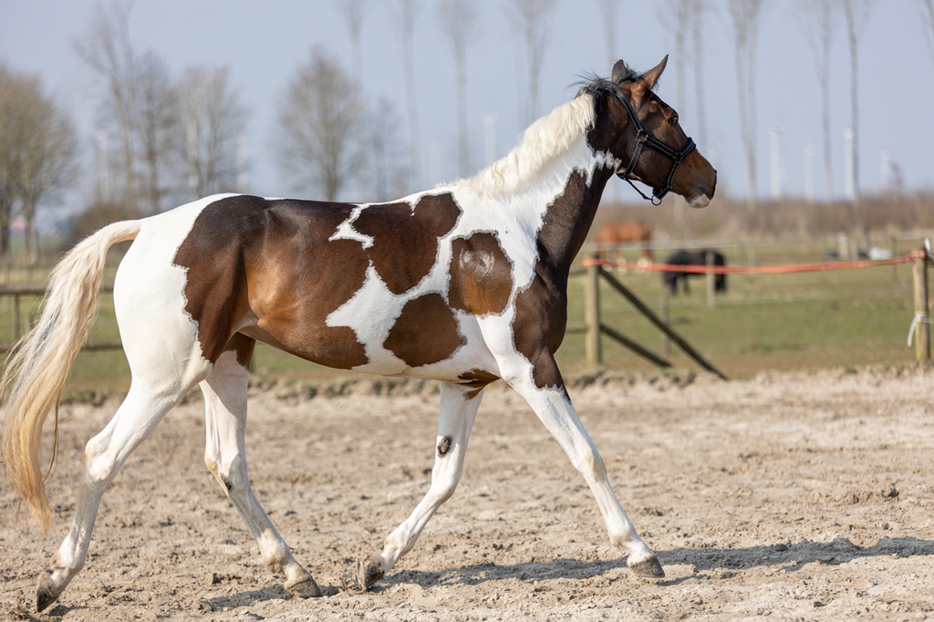 Excellent Horse Hi Gloss Glitter Spray Rainbow 250 ml