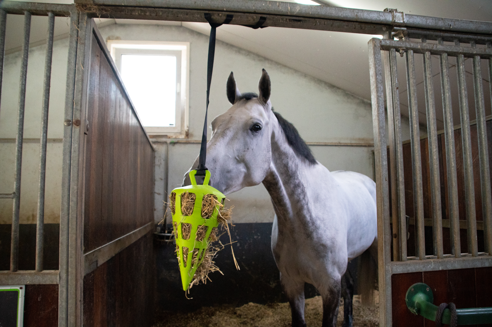 Hay Slow Feeder Fun & Flex Carrot Groen