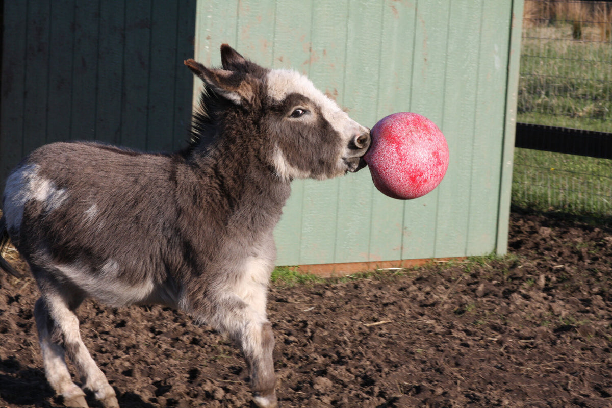 Jolly Ball Rood (geurloos)