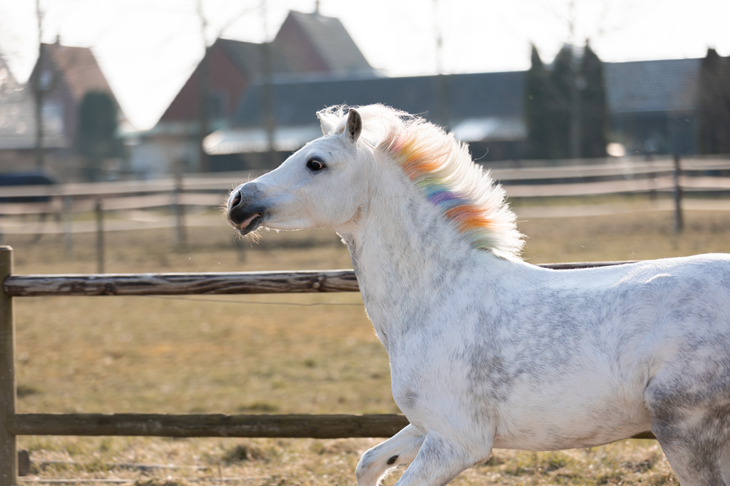 Lucky Horse Unicorn Regenboog Kleurkrijt
