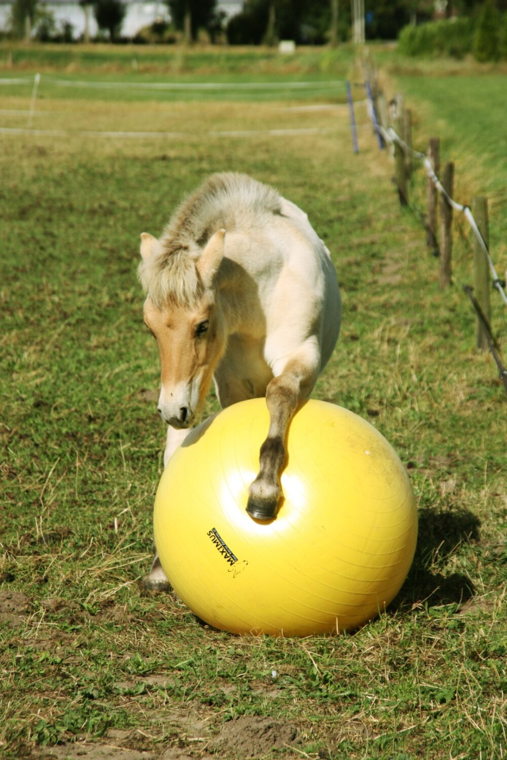Maximus Power Play Ball 65 cm