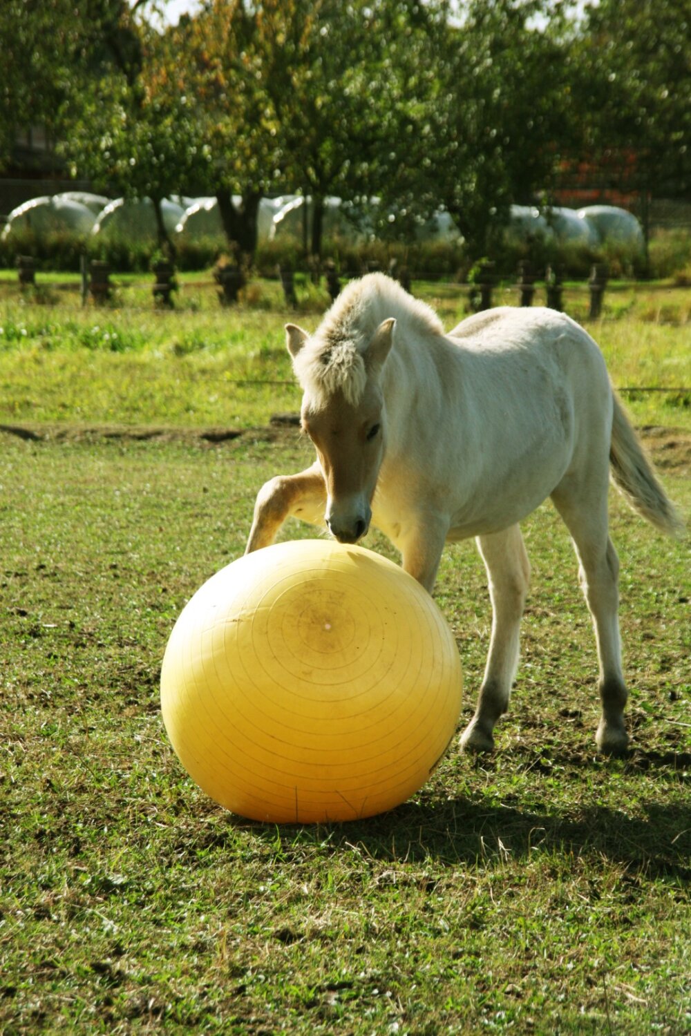 Maximus Power Play Ball 65 cm